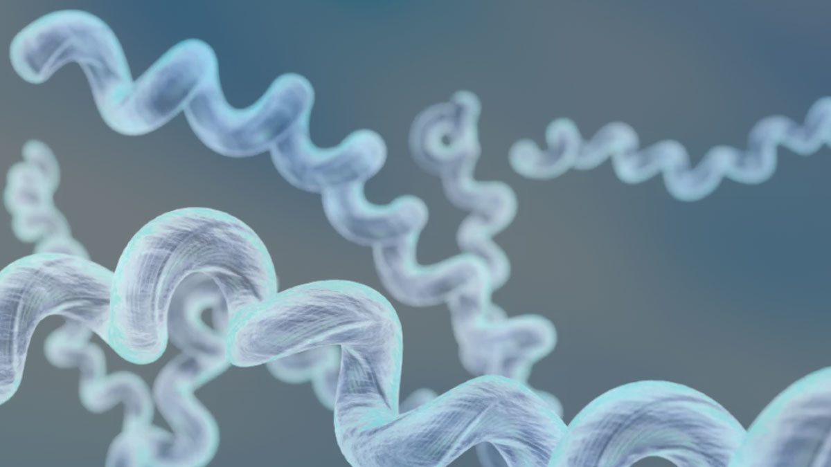 How to Prevent a Jarisch–Herxheimer Reaction During Syphilis Treatment