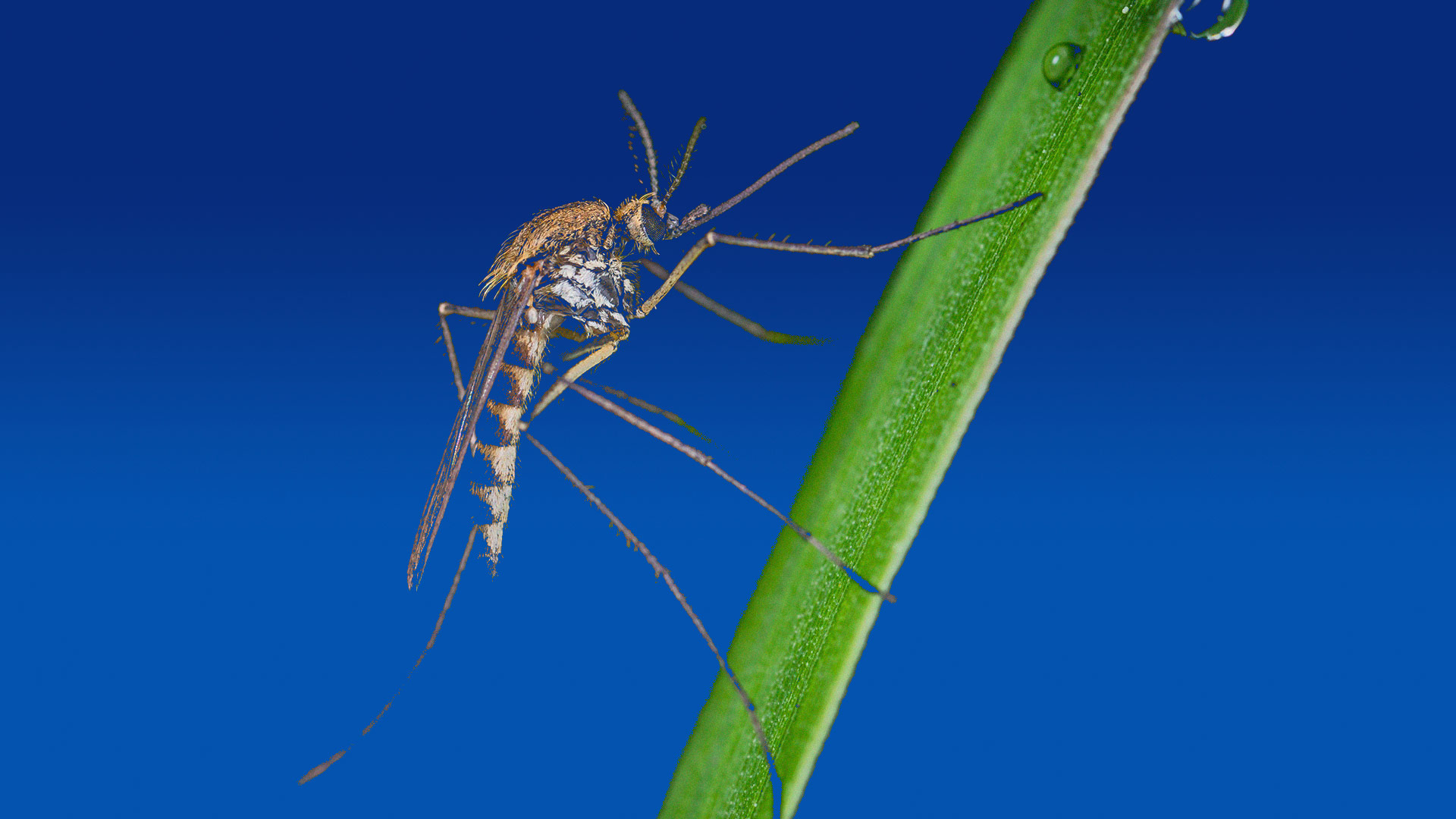 Malaria png images | PNGWing